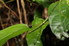Candovia