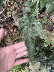 Pteris grevilleana