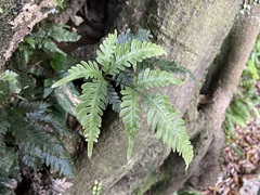 Pteris grevilleana