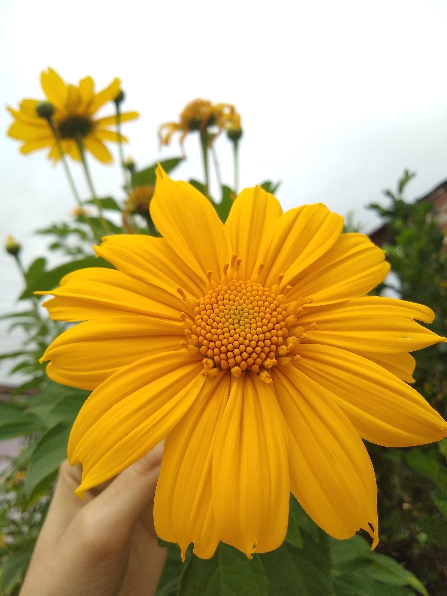 Tithonia diversifolia