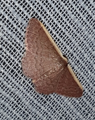Idaea inversata