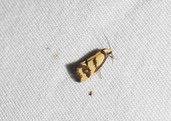 Olbonoma triptycha