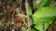Pyrostria