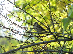 Spizella passerina