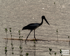 Ephippiorhynchus asiaticus