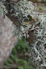 Ramalina fastigiata