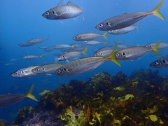 Trachurus novaezelandiae