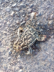 Rhinella atacamensis