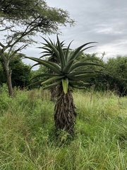 Aloe candelabrum