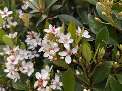 Rhaphiolepis umbellata