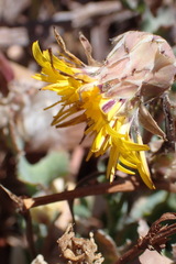 Reichardia