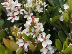 Rhaphiolepis umbellata