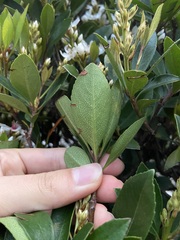 Rhaphiolepis umbellata