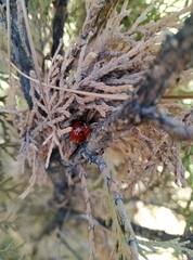 Coccinella septempunctata
