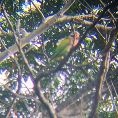 Psittacula alexandri