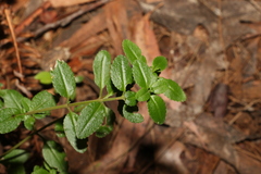 Gonocarpus oreophilus