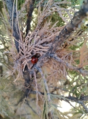 Coccinella septempunctata