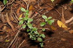 Gonocarpus oreophilus