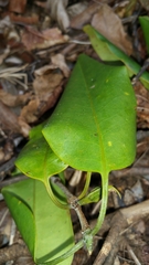 Pyrostria