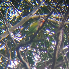 Psittacula alexandri