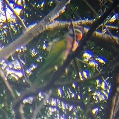 Psittacula alexandri