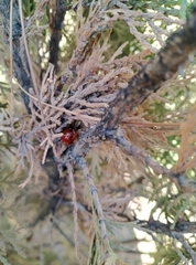 Coccinella septempunctata