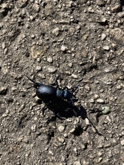 Meloe proscarabaeus