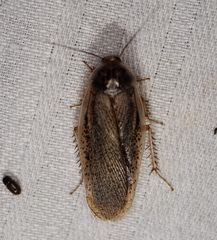 Calolampra mjoebergi