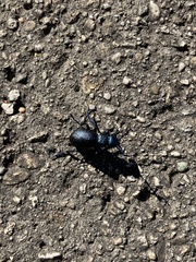 Meloe proscarabaeus