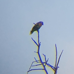 Psittacula alexandri