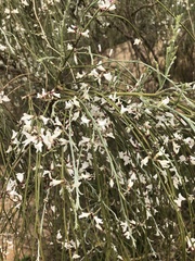 Retama monosperma