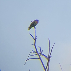 Psittacula alexandri