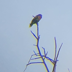 Psittacula alexandri