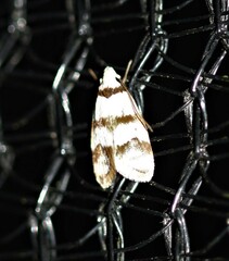 Chezala brachypepla