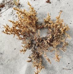 Pyankovia brachiata