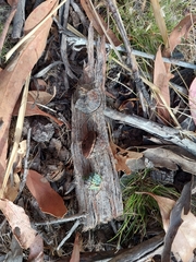 Eucalyptus globulus globulus