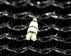 Chezala brachypepla