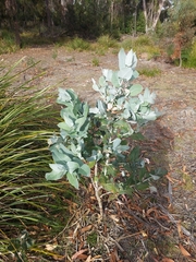 Eucalyptus globulus globulus