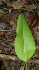 Pyrostria
