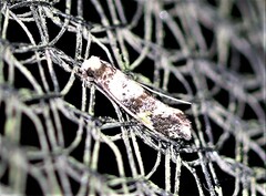 Monopis chrysogramma