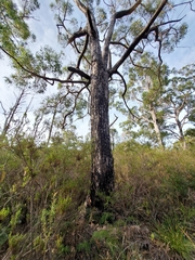 Eucalyptus tasmaniensis
