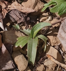 Orchis anthropophora