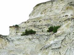 Artemisia salsoloides