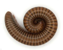 Pachyiulus cattarensis