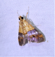 Tetracona amathealis