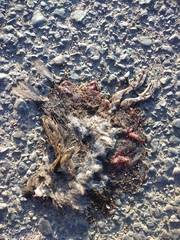 Callipepla californica