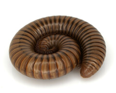 Pachyiulus cattarensis