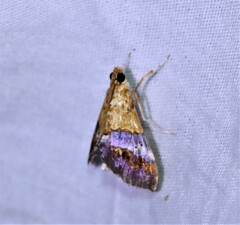Tetracona amathealis