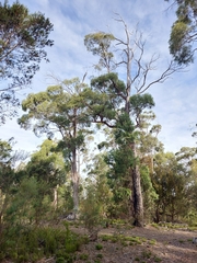 Eucalyptus amygdalina