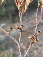Eucalyptus amygdalina